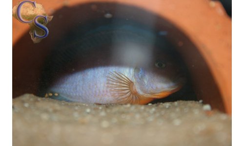 Iodotropheus sprengerae